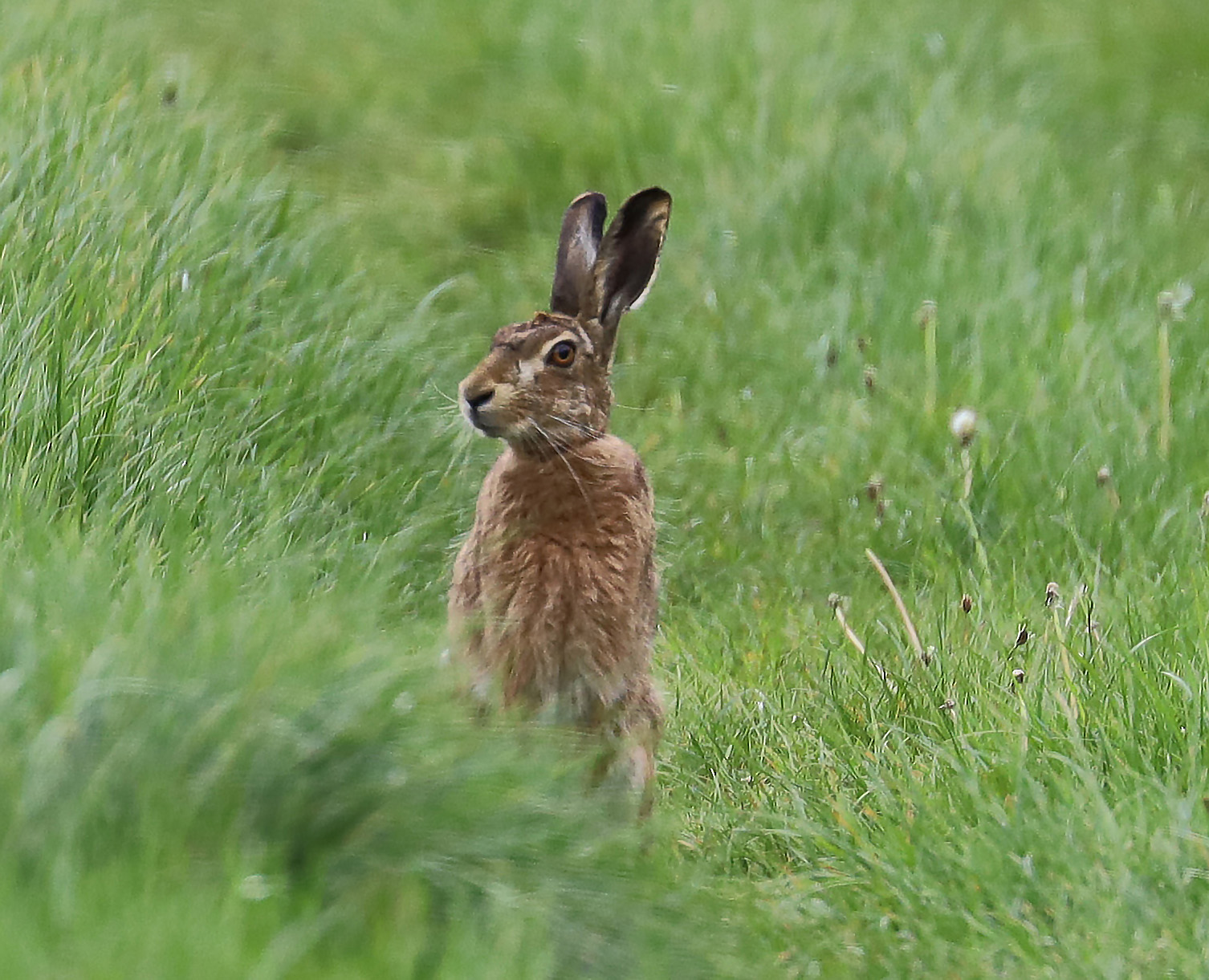 Hare